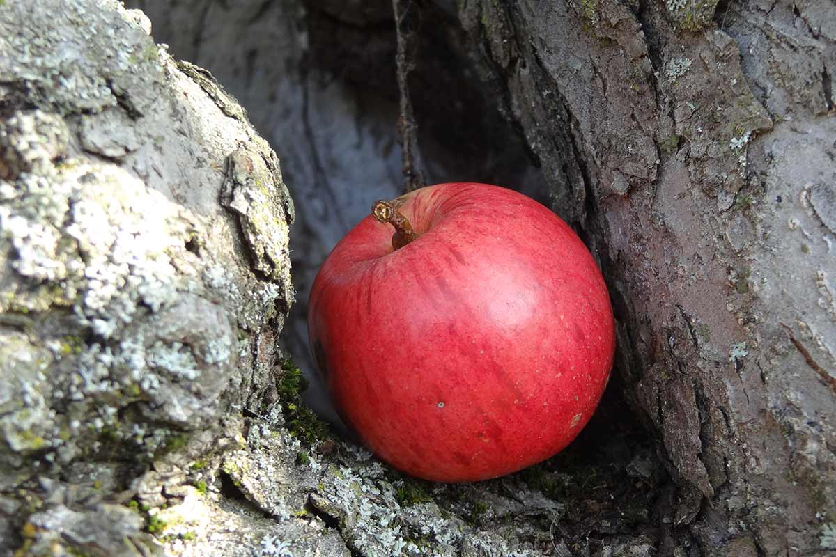 Apfel_big675