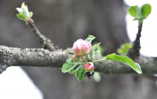 Apfelblüte Detail