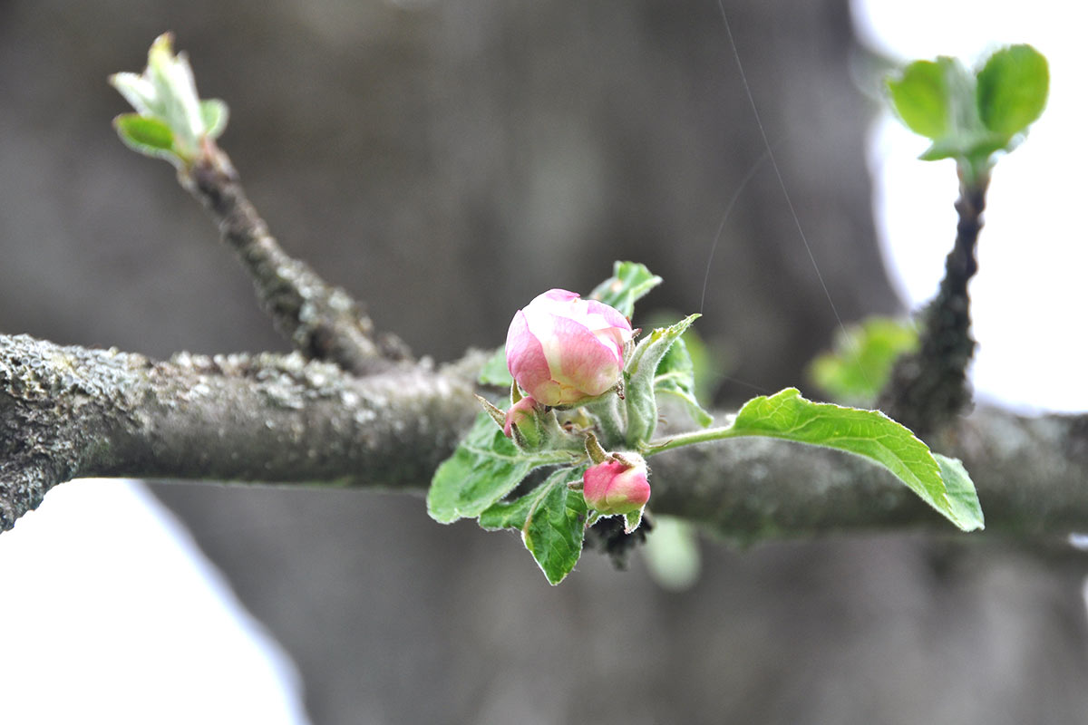 Apfelblüte Detail