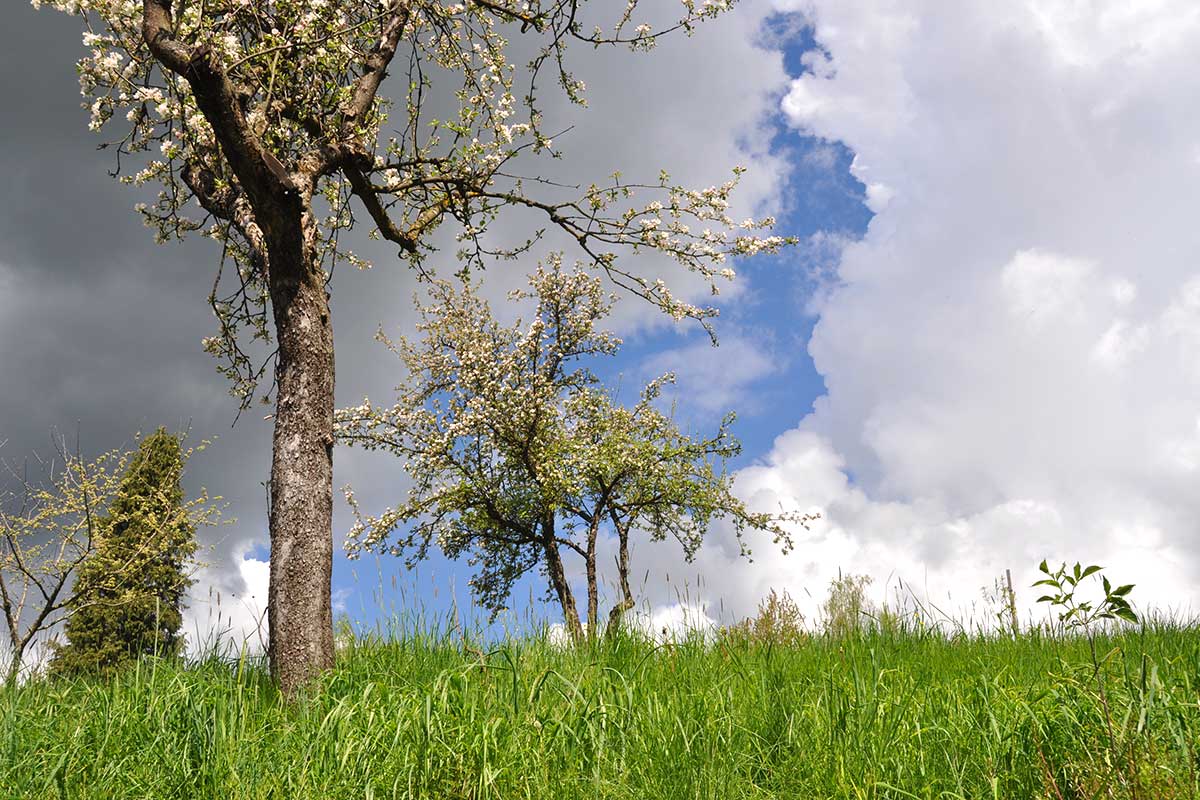 ObstbaumGewitterwolke0118