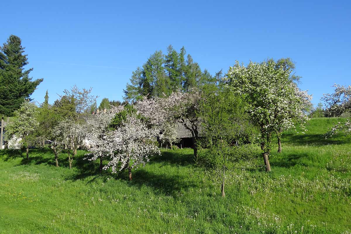 StreuobstWiese03377