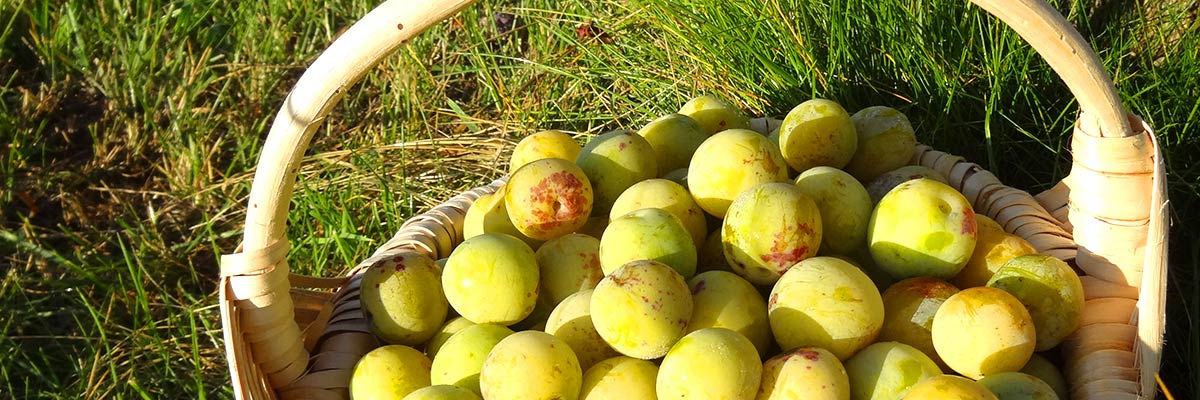 Kriecherl_im_Korb7562