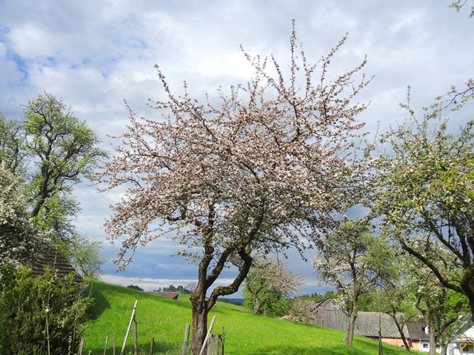 Streuobstwiese im Waldviertel