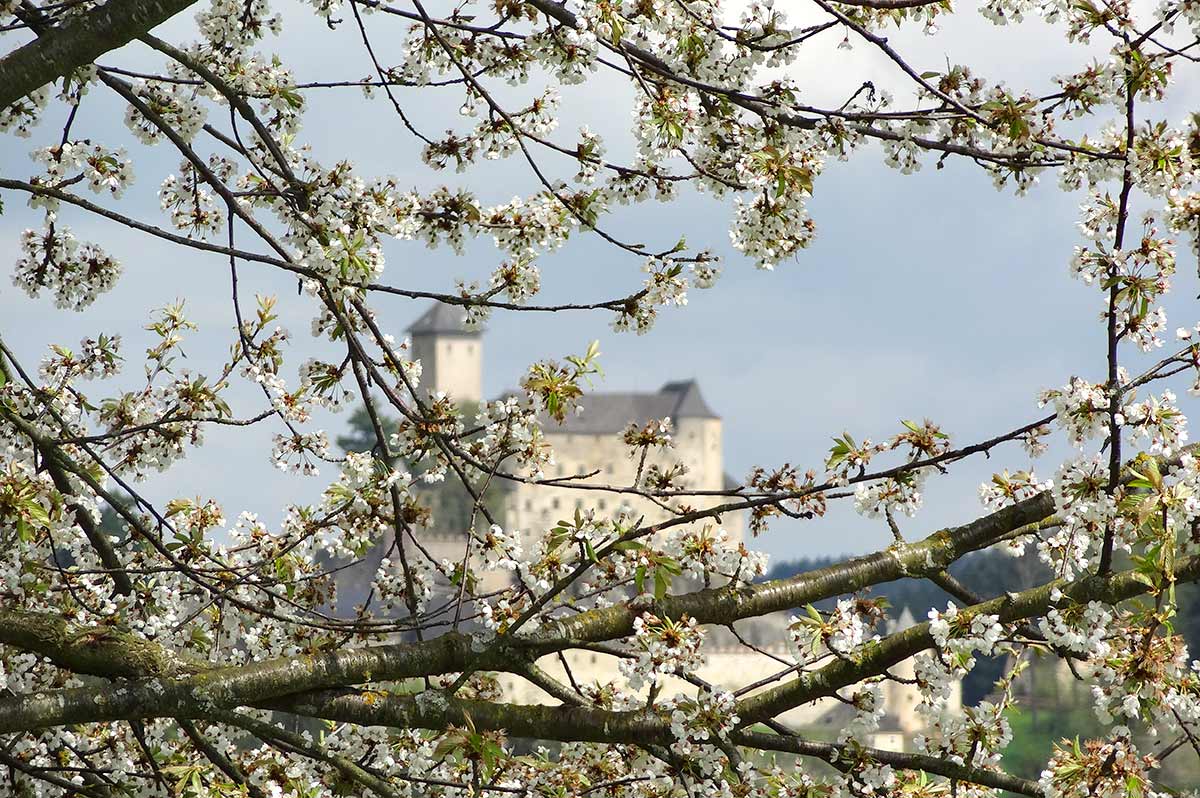 Streuobstwiese_BurgRappottenstein