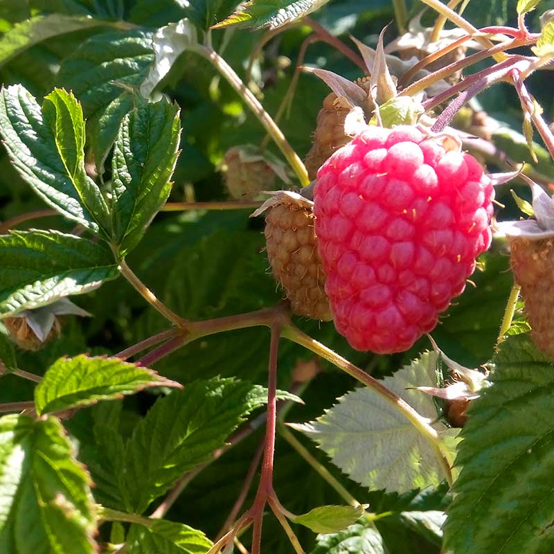 Himbeer - Streuobstbrand