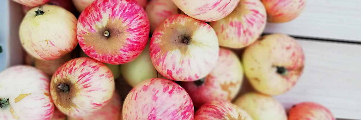 Apfelsorte_sehr_frueh_unbekannt_(c)CBisich