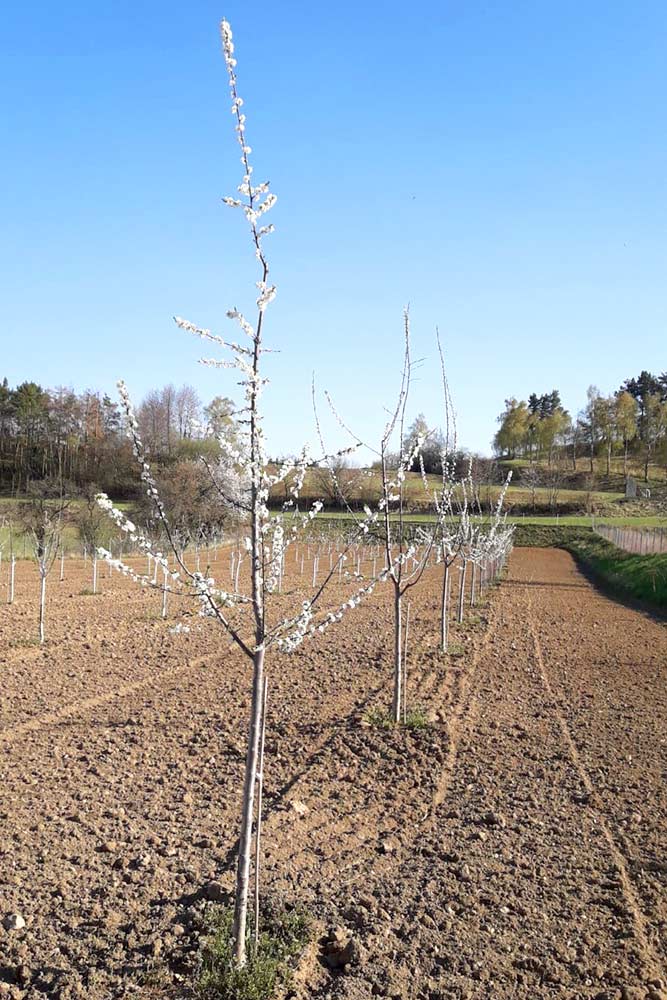 Kriecherlblüte bei Biegls