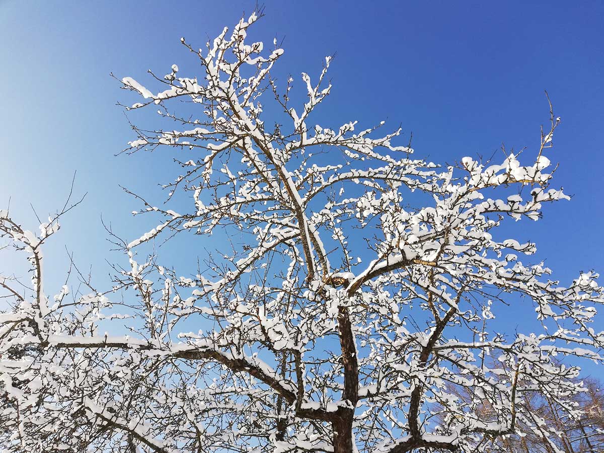 Obstbaum im Winter, Waldviertler Streuobstbrenner